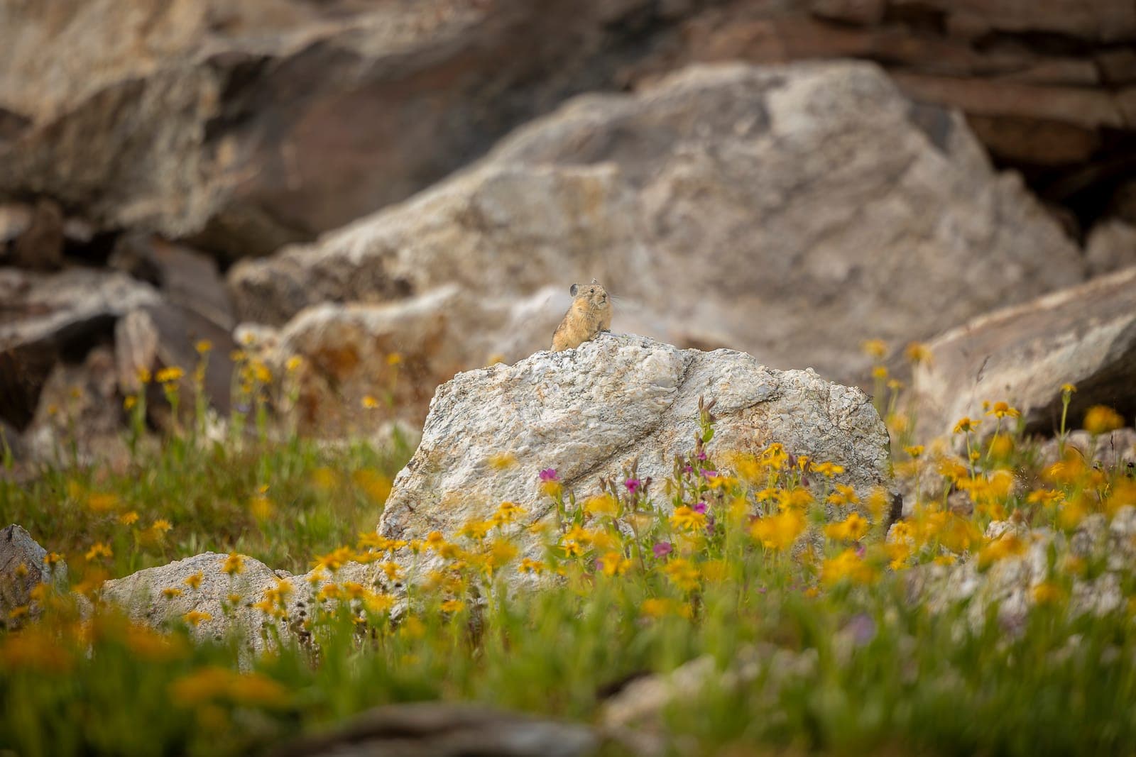 The Pika Watches over Its Meadow