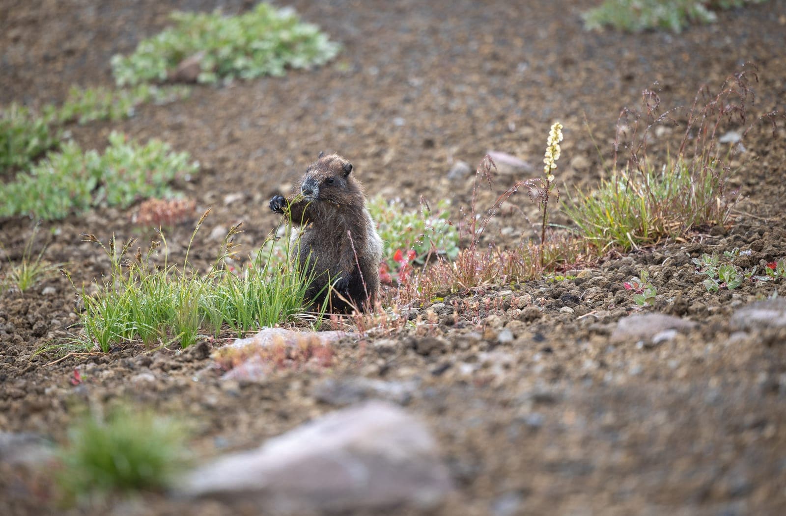 Marmotte des Rocheuses - Mount Rainier