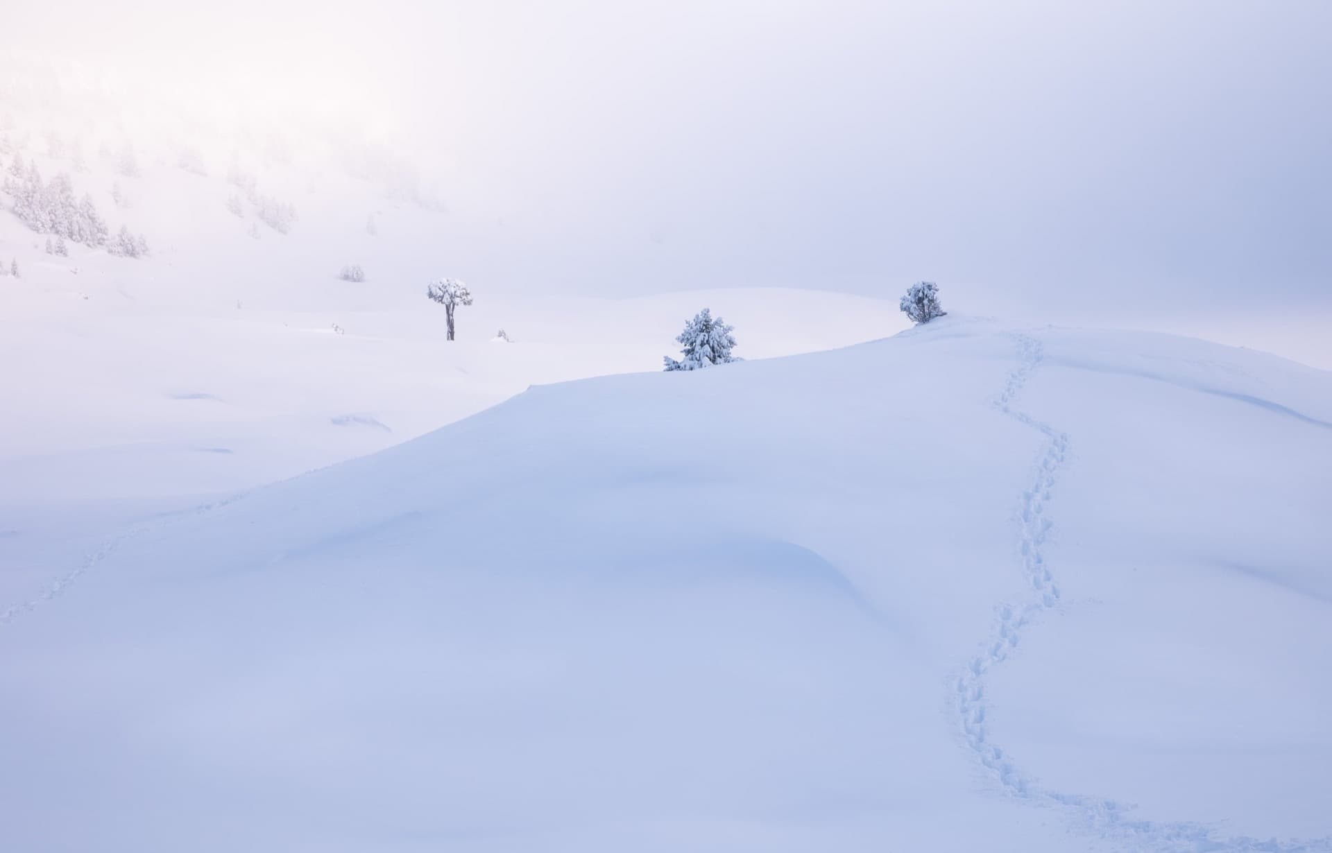le royaume du silence