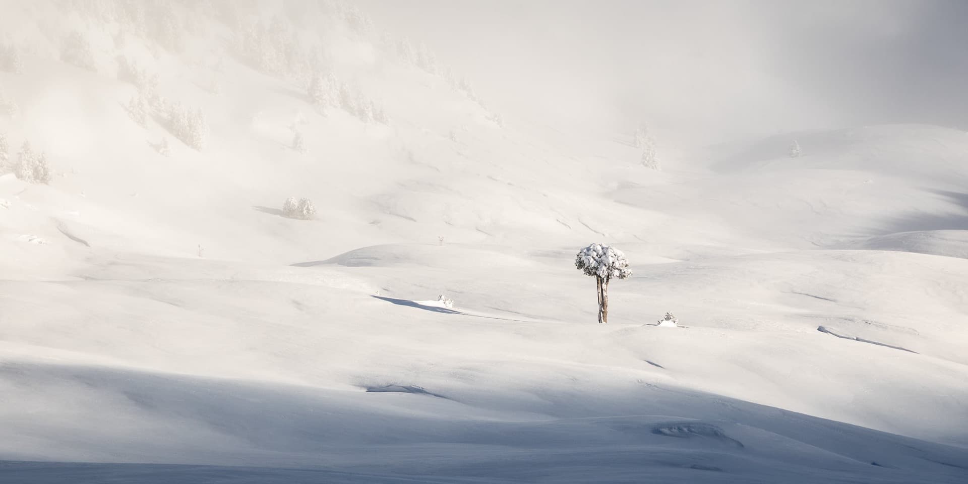 L'arbre taillé