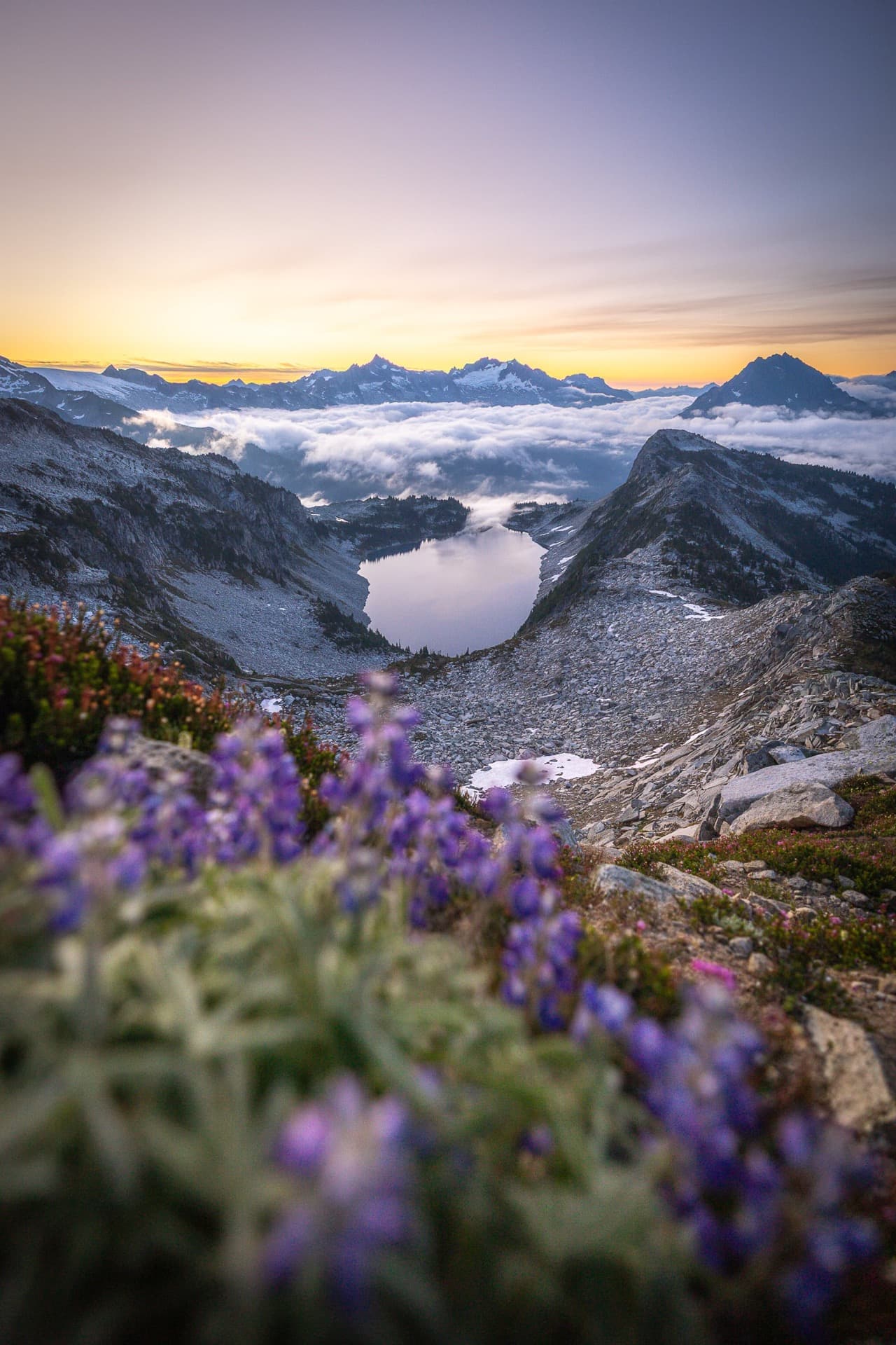 parterre de lupins