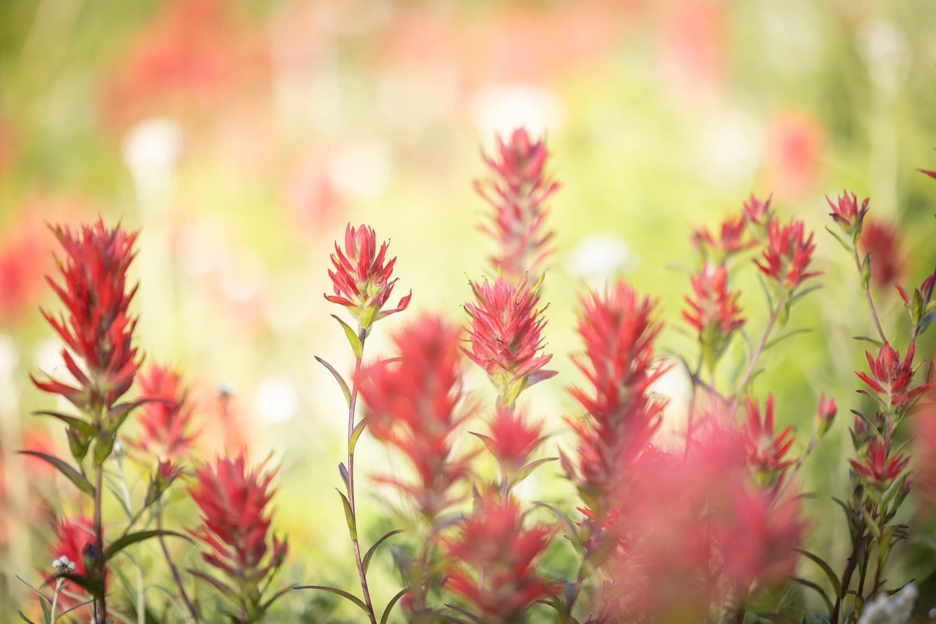 tableau de Castilleja