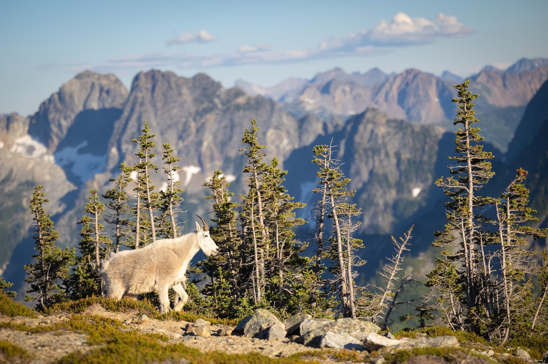 la chèvre devant ses montagnes