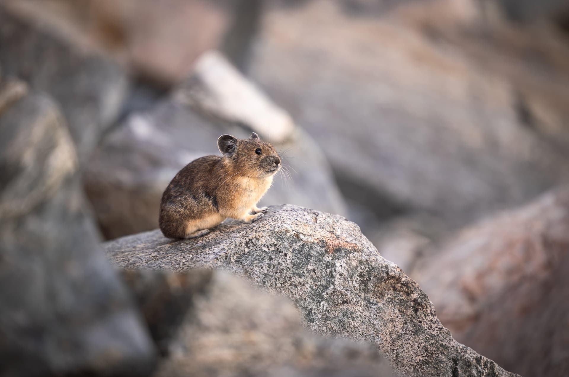 le pika veille