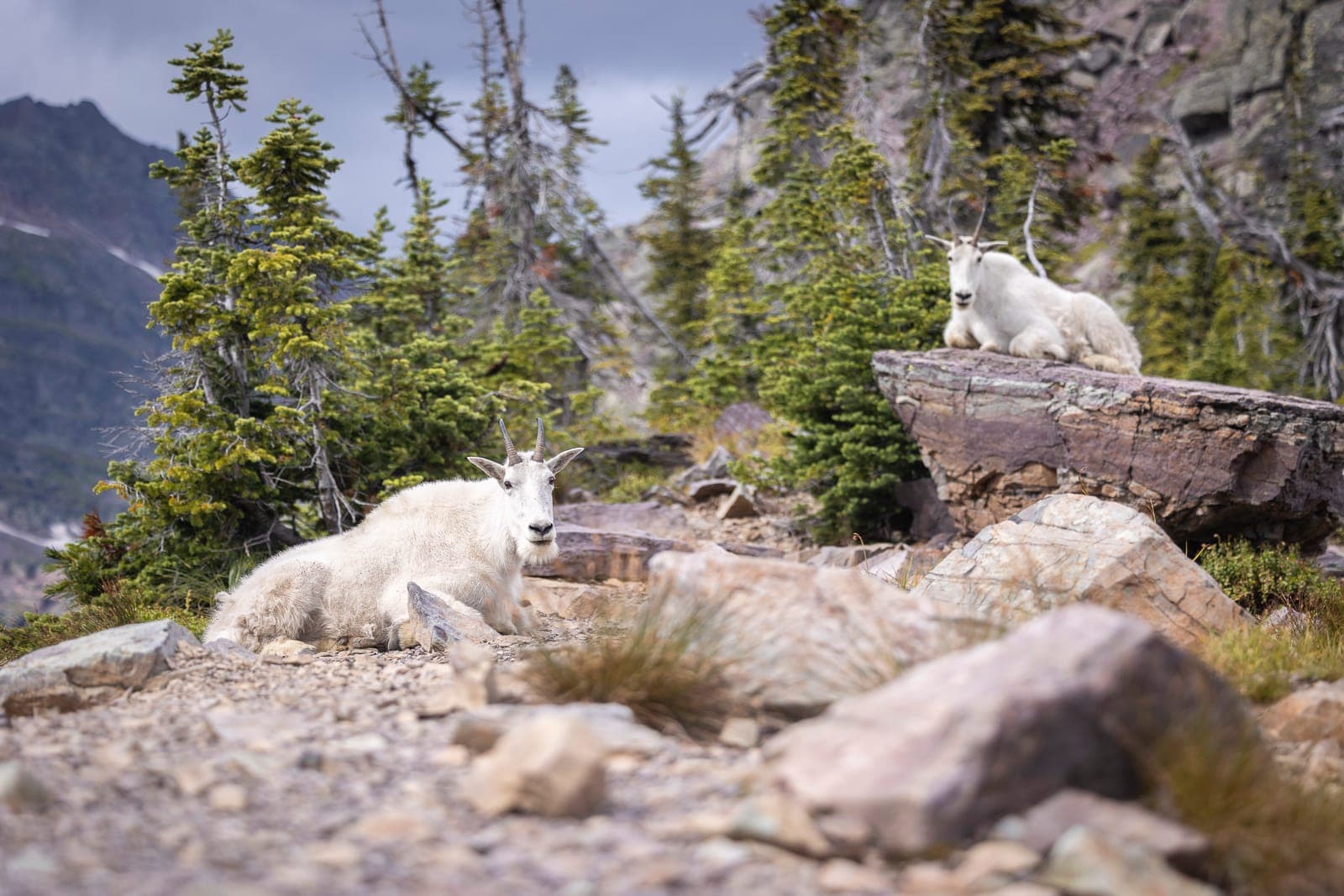 The Mountain Goats Rest