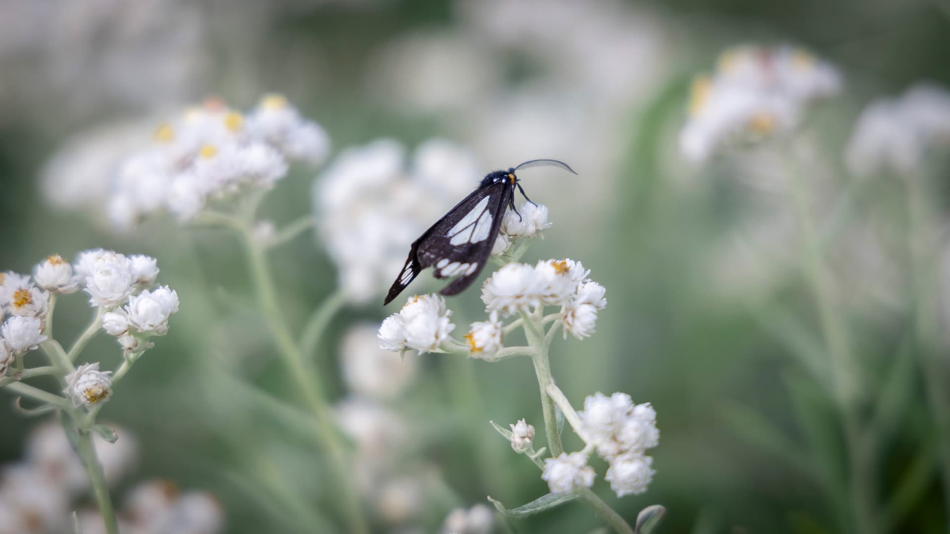 Delicacy