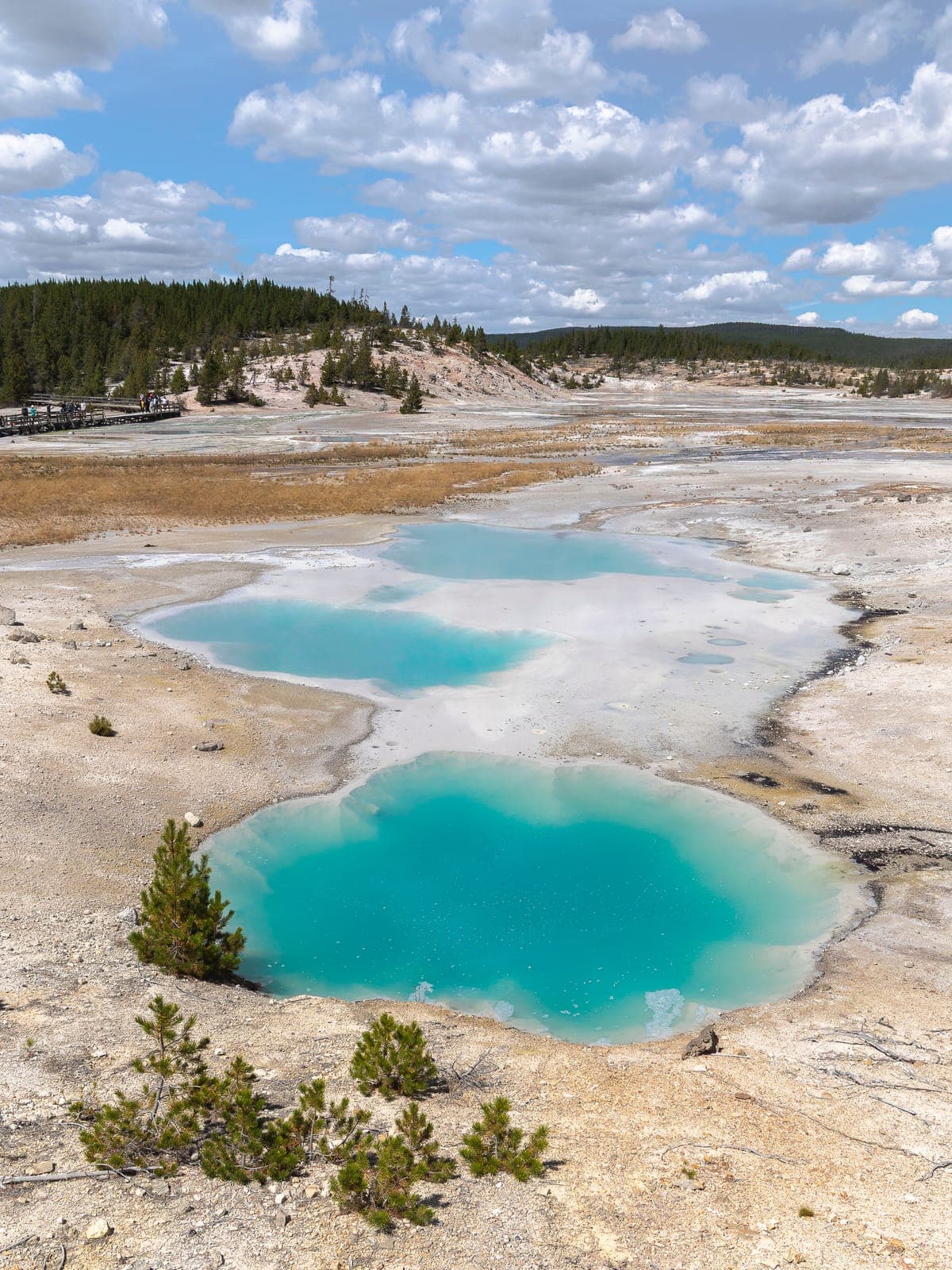 Colloidal Pool
