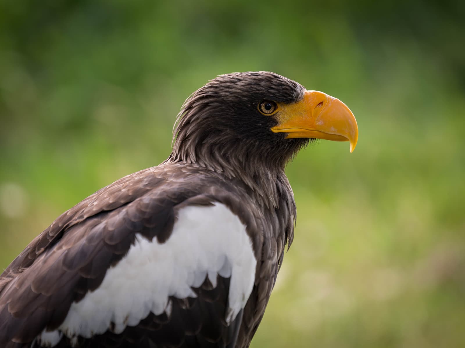 Eagle