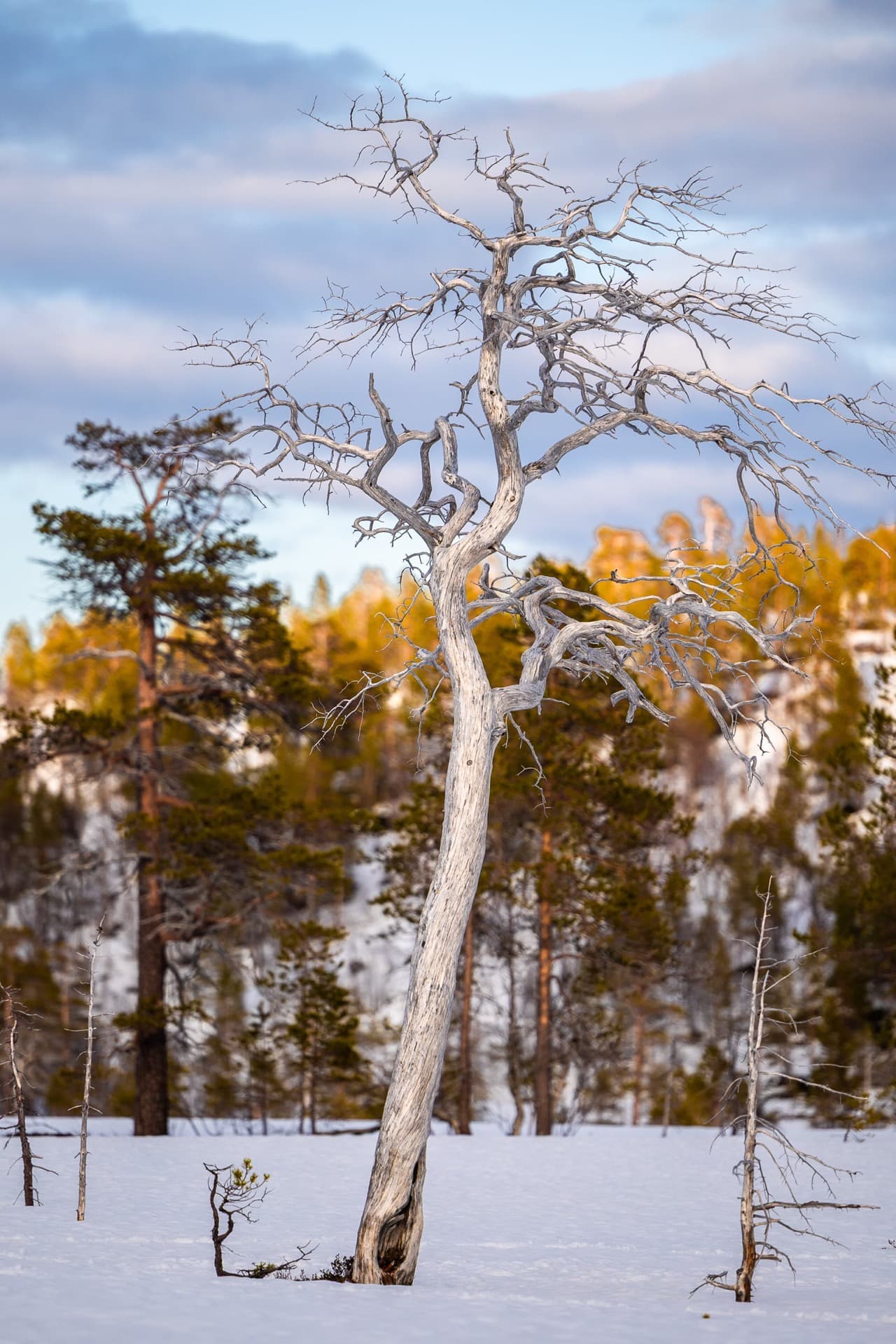 l'arbre blanc