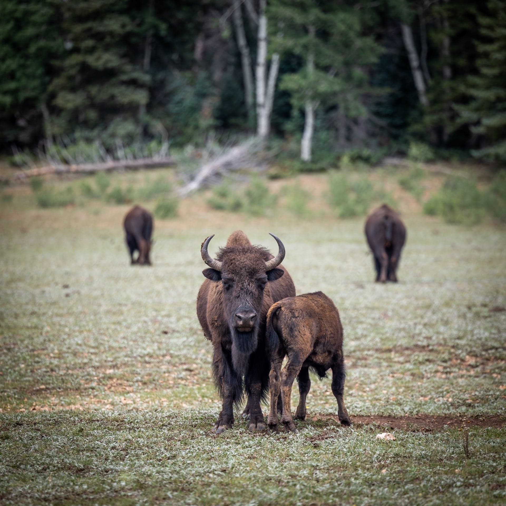 Bison and Calf, Arizona