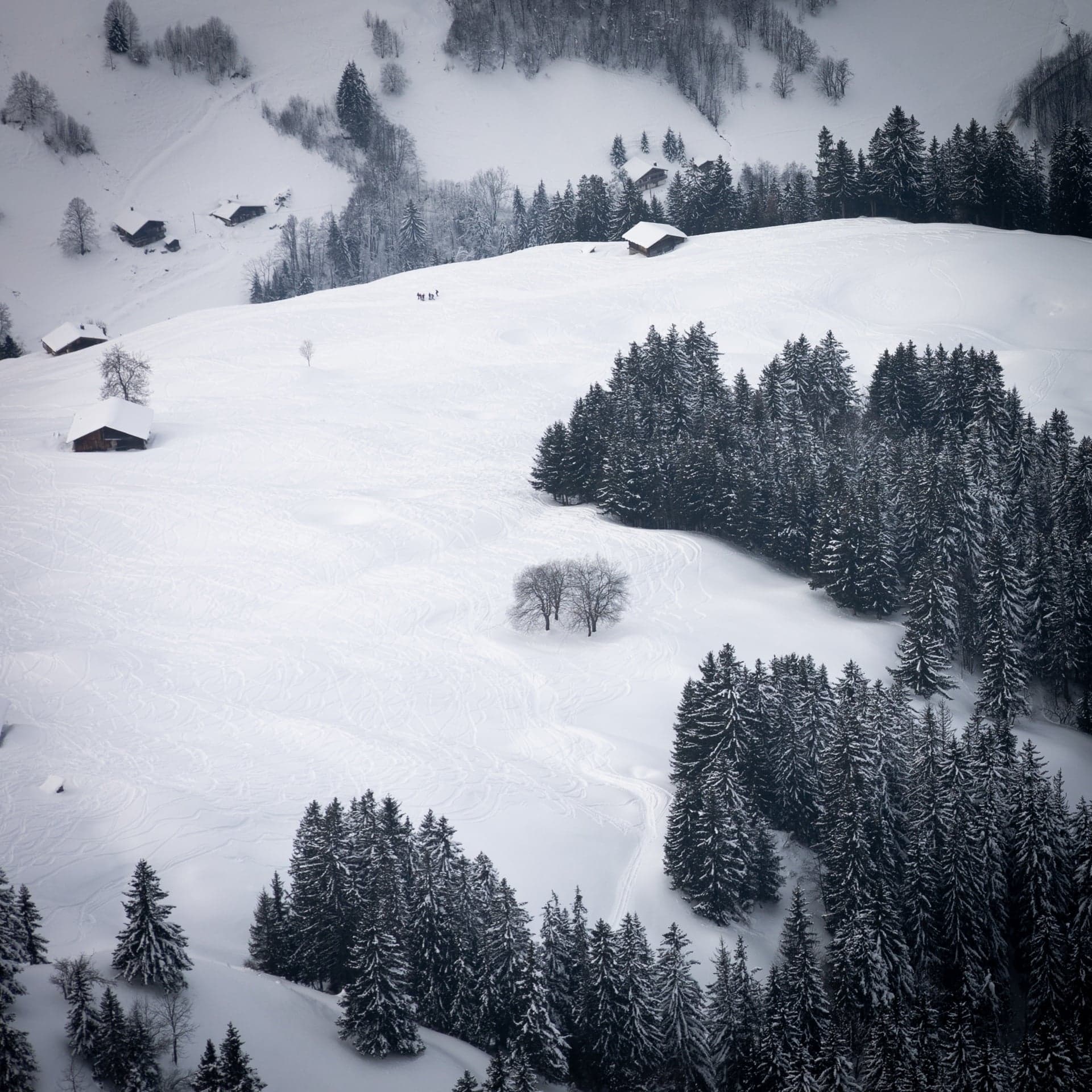 carré d'hiver