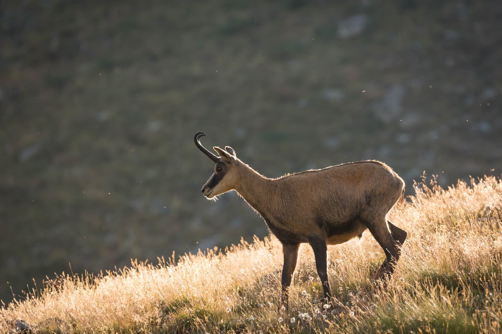 Chamois