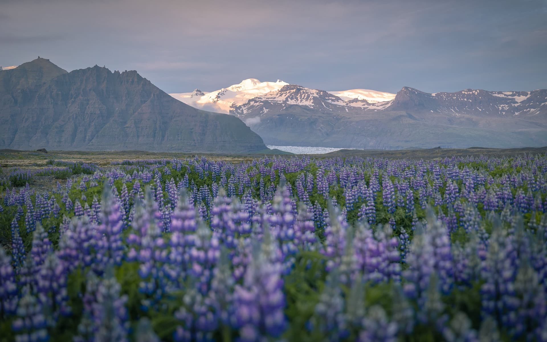 lupin arctique
