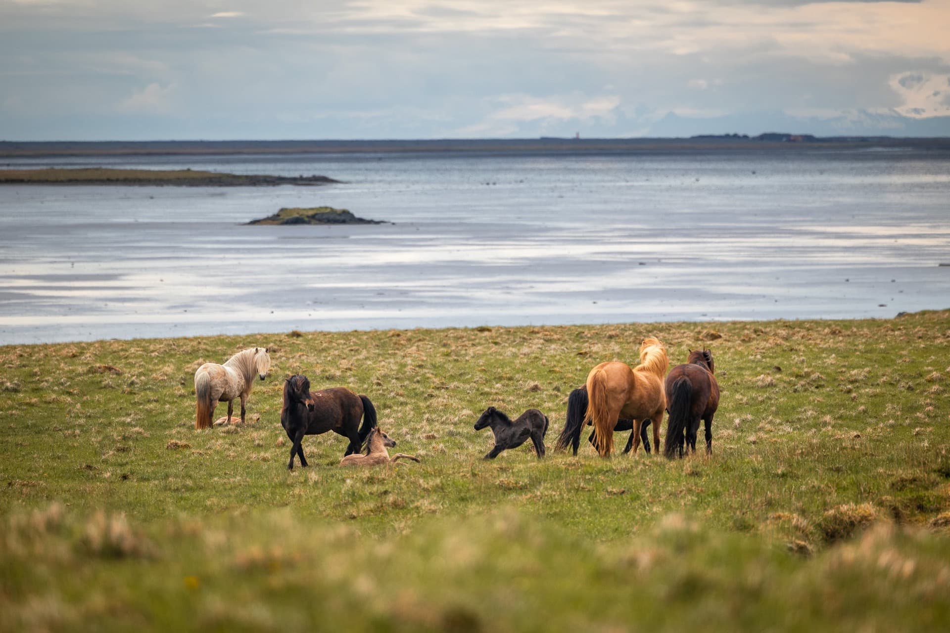 famille de chevaux islandais