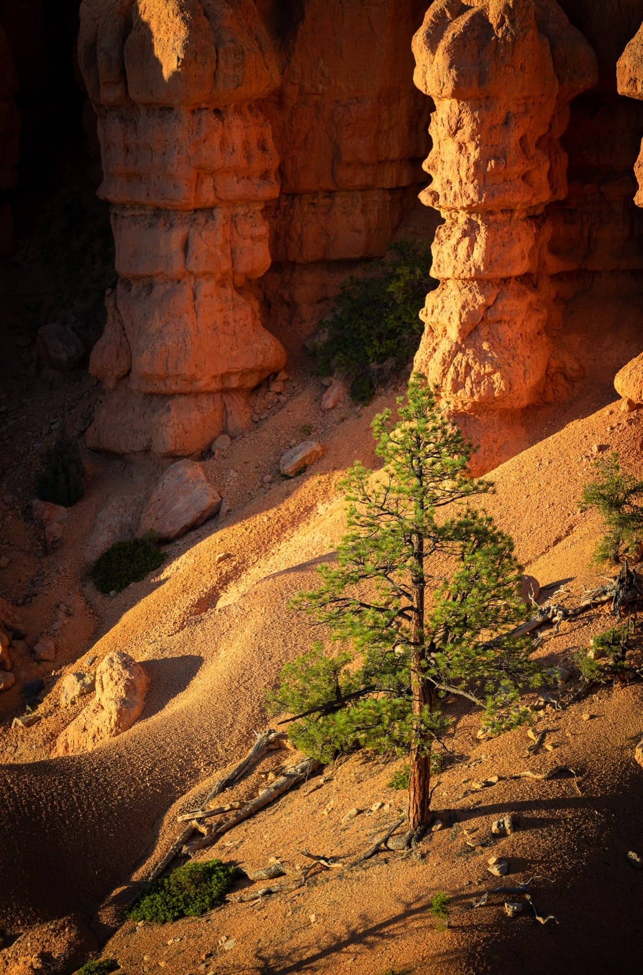 Details at the Foot of the Hoodoos