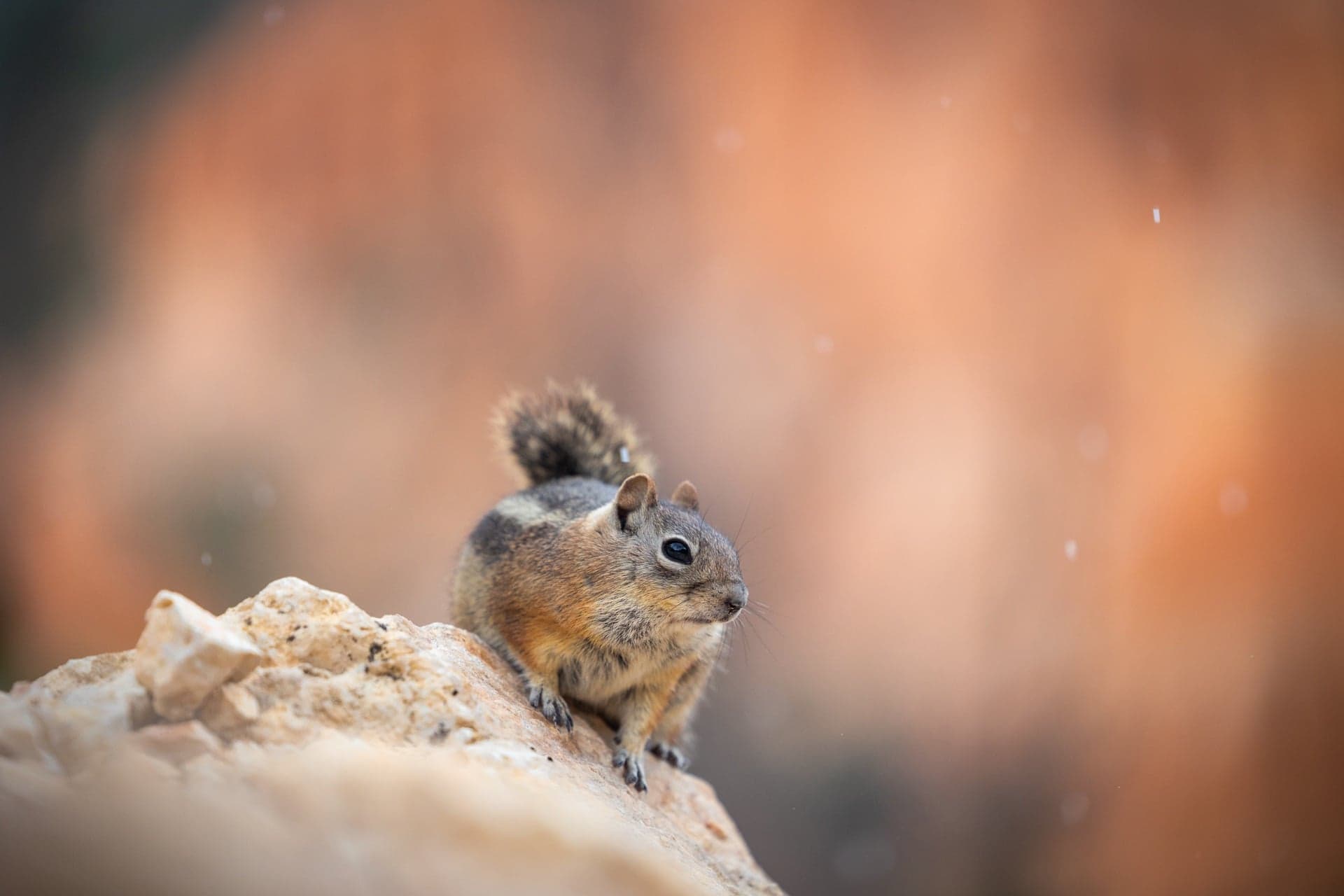 Curious Squirrel