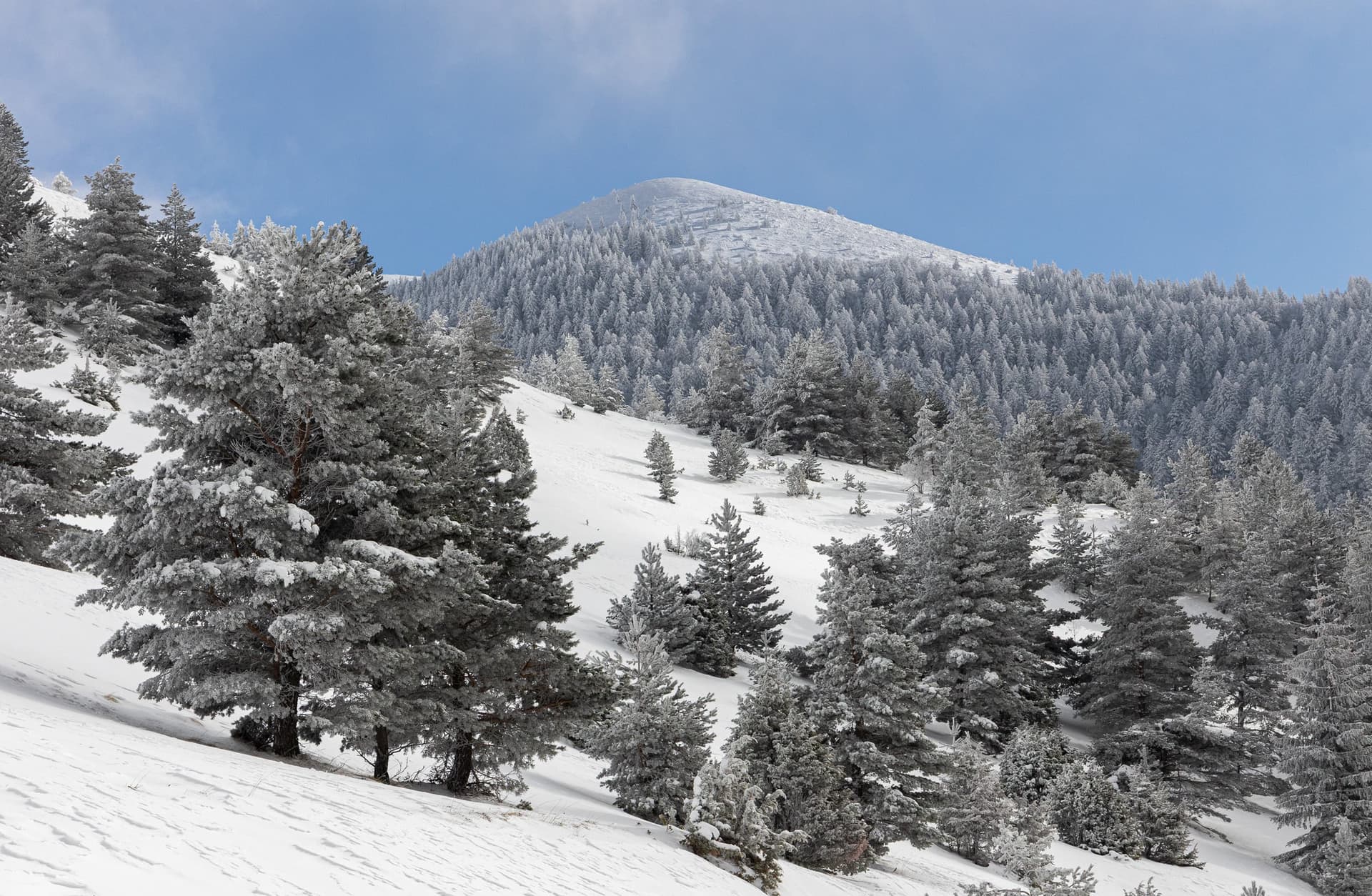 forêt givrée du dévoluy
