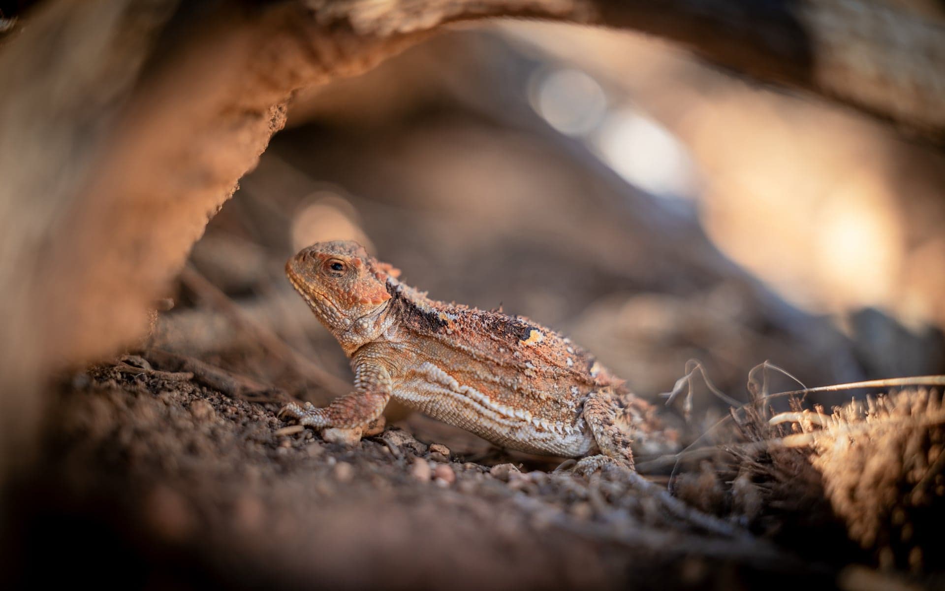 Greater Short-Horned Lizard