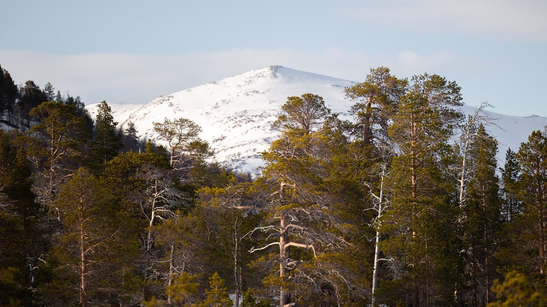 les arbres d'anderdalen