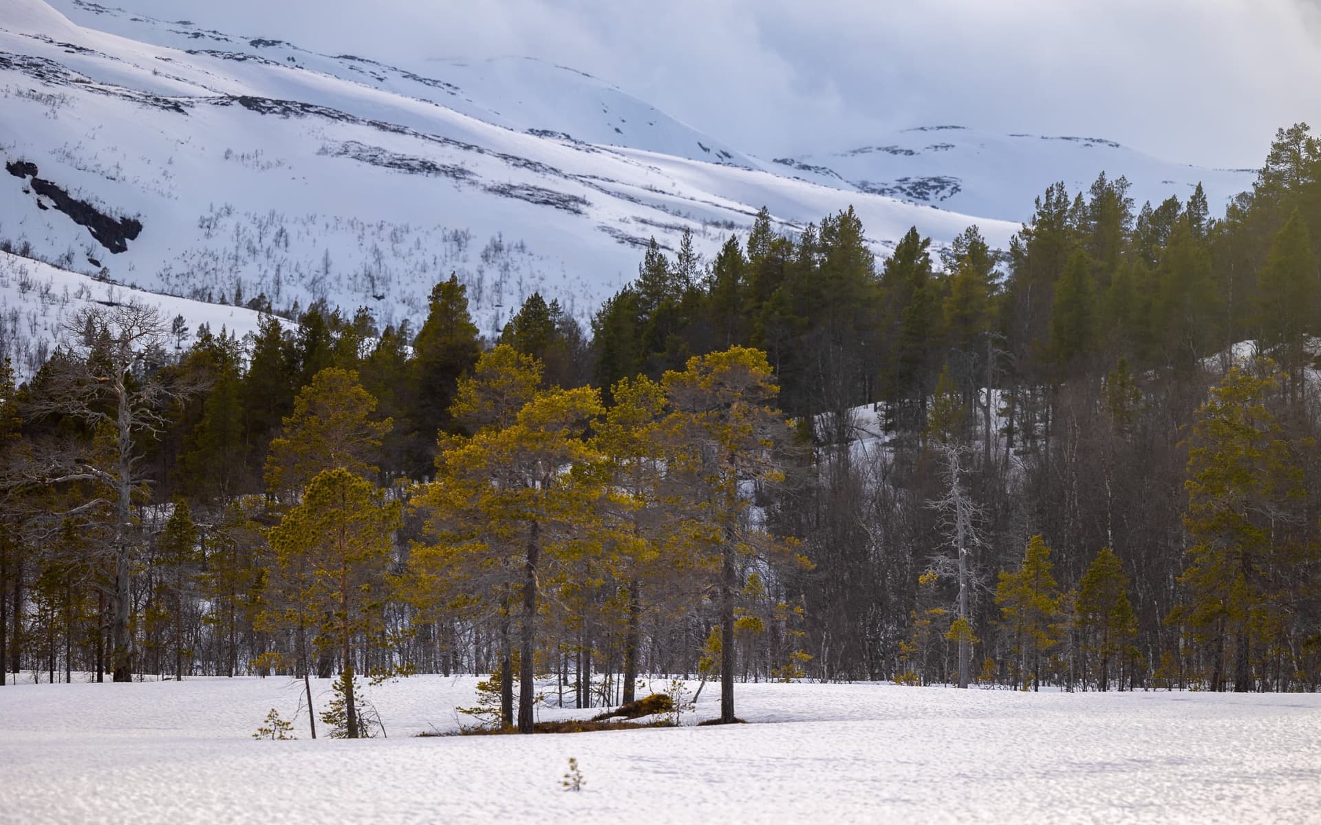 lumières sur anderdalen
