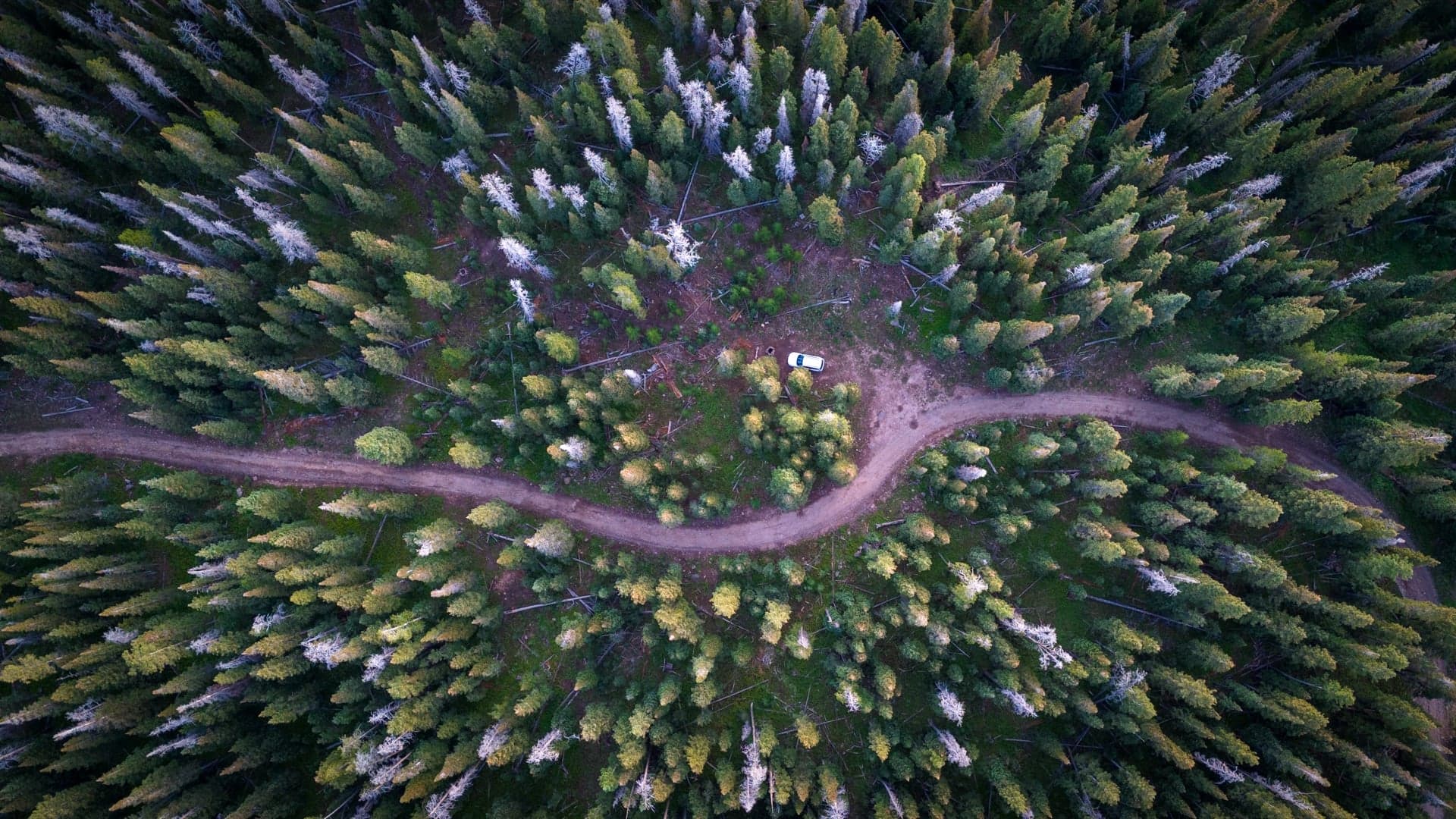 Lost in the Forest