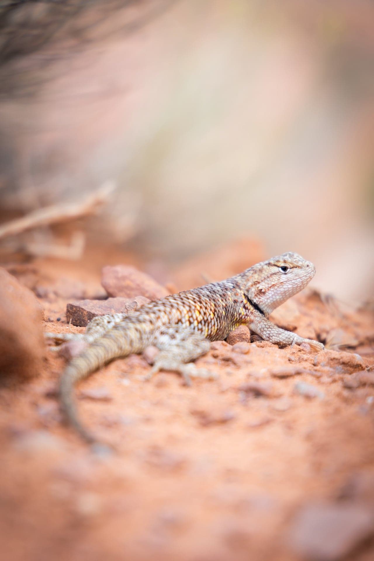 Sceloporus magister