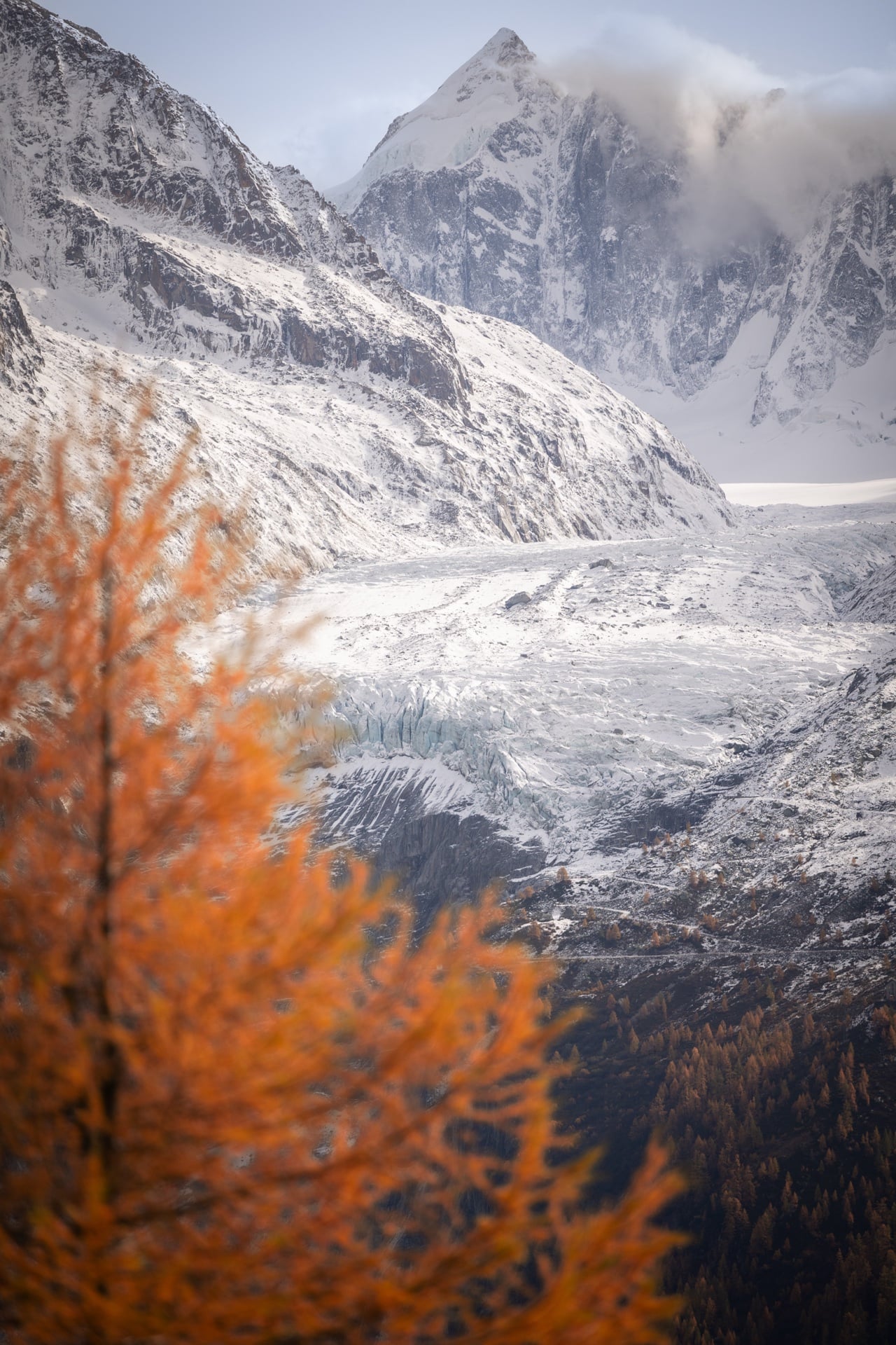Glacier et mélèzes d’automne dans le massif du Mont-Blanc