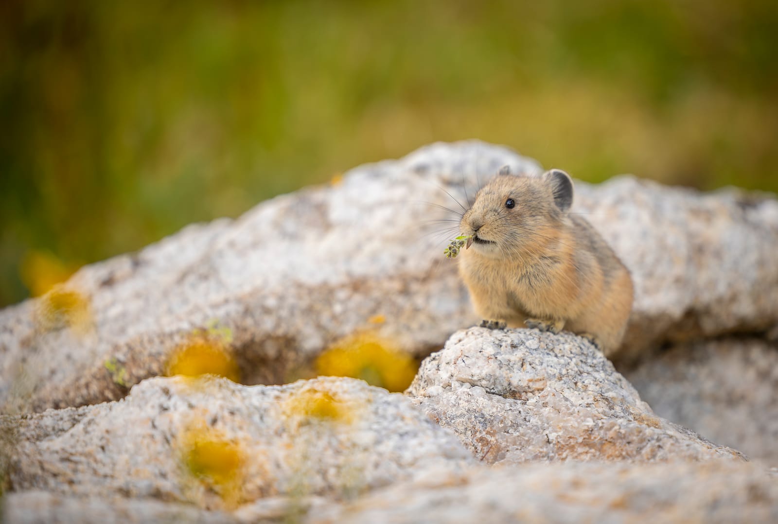 Le pika se restaure — Grand Teton, ETATS UNIS