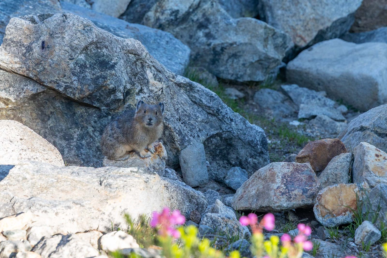 A pika among the rocks — North Cascades National Park, Washington