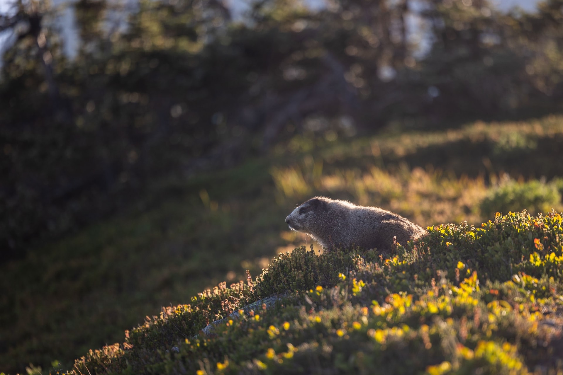 Marmotte des rocheuses — Parc National de North Cascades, Washington