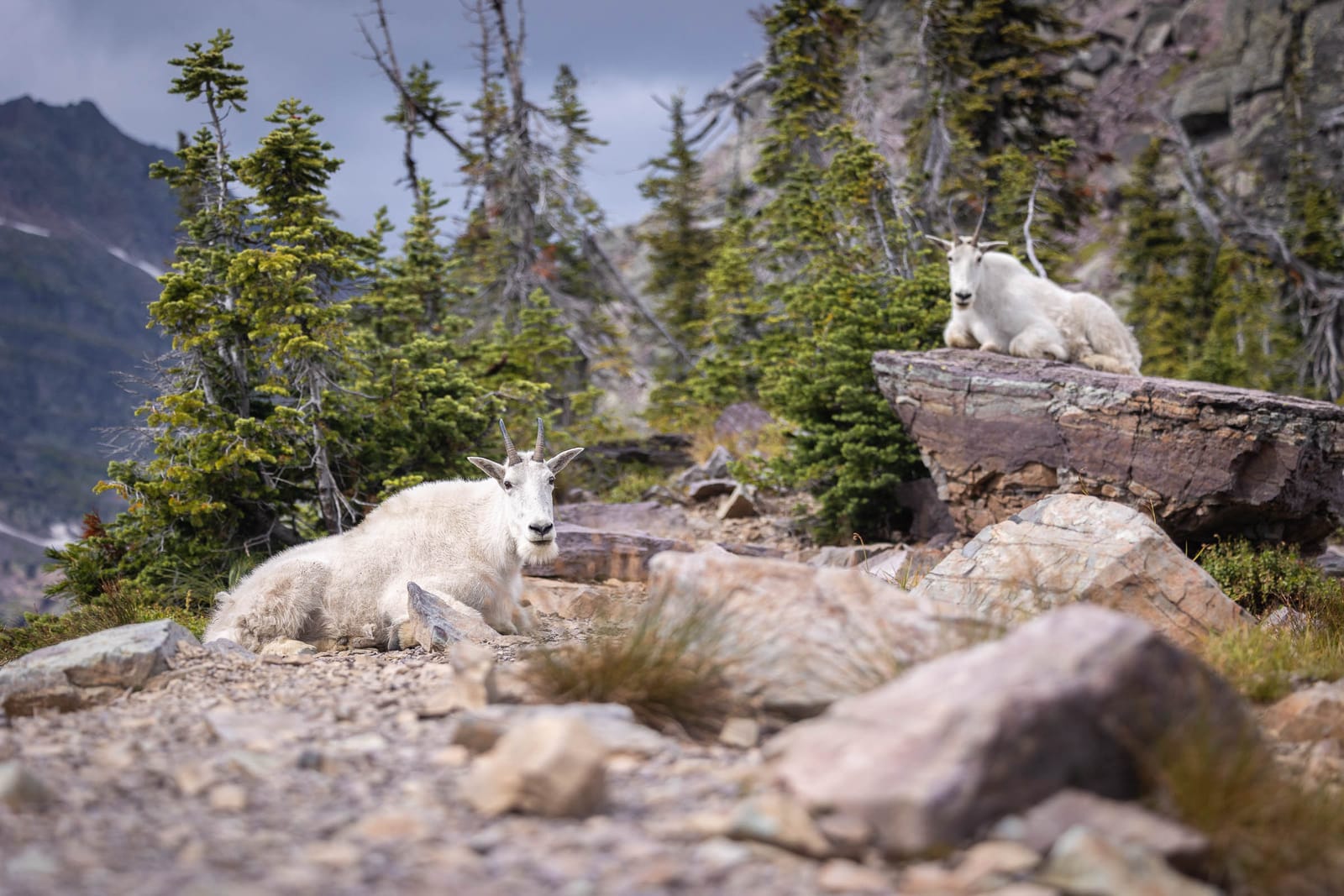 Des chèvres sur le chemin — Parc National de Glacier, Montana