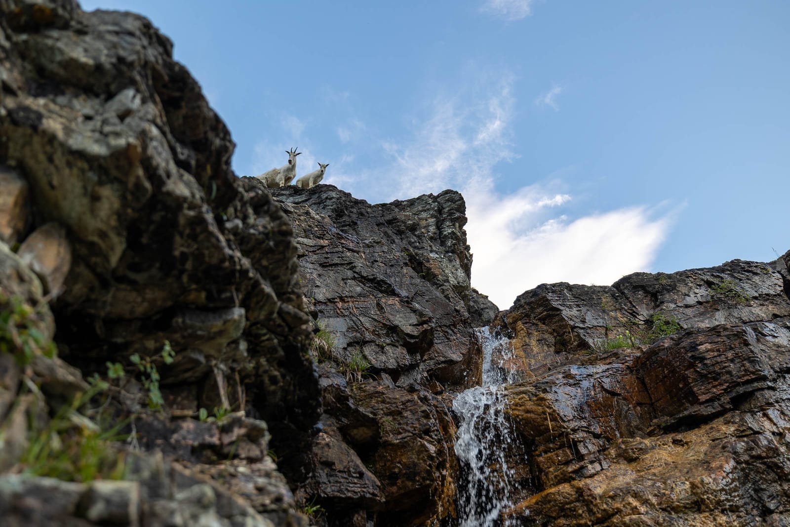 The mountain goats are watching us — Glacier National Park, Montana