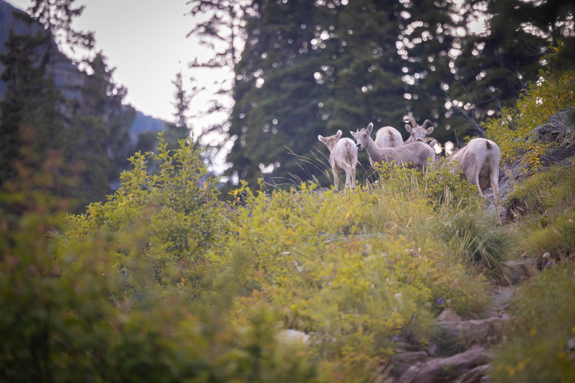 Le troupeau — Parc National de Glacier, Montana