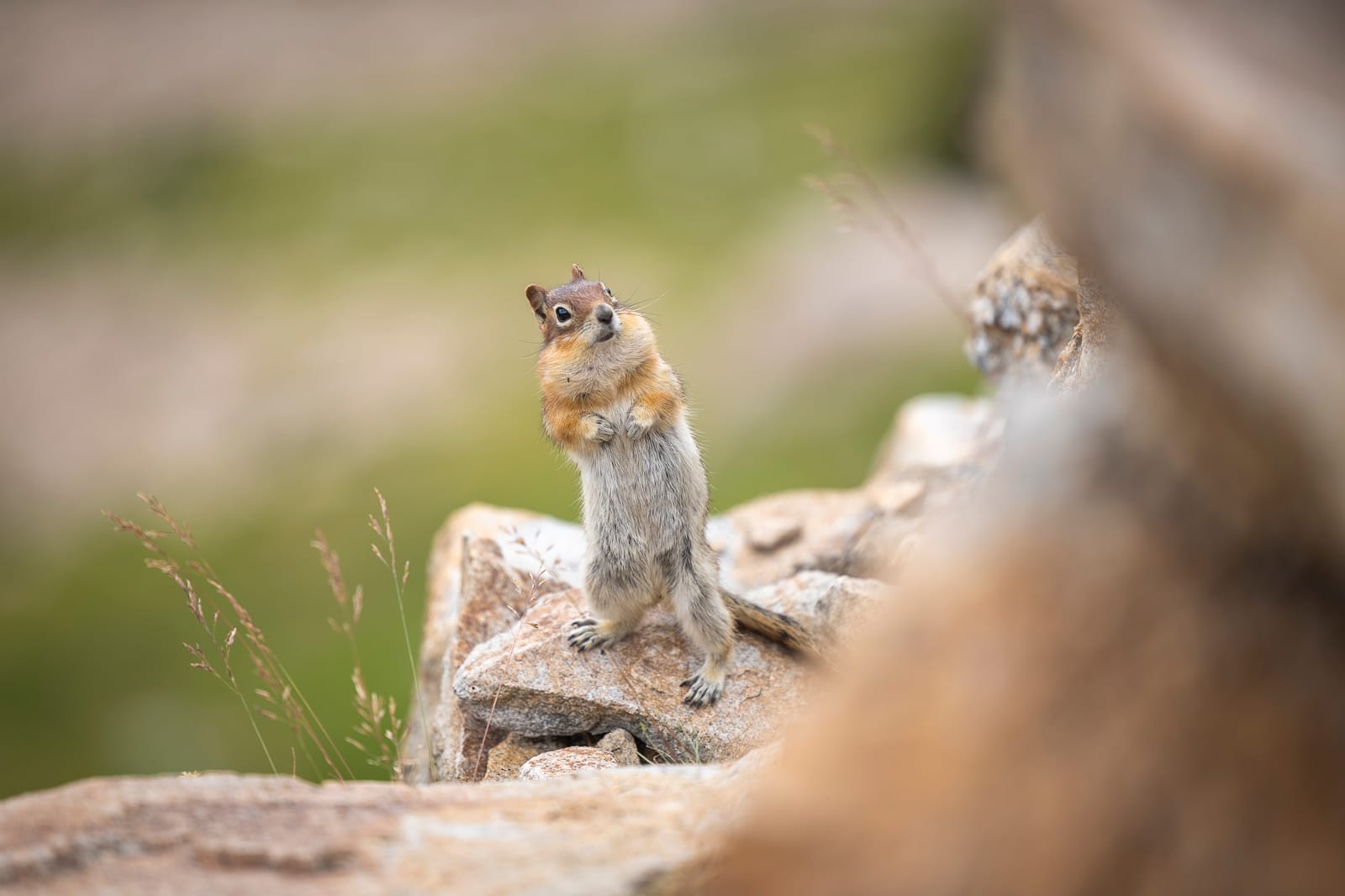 Curiosity — Grand Teton, UNITED STATES
