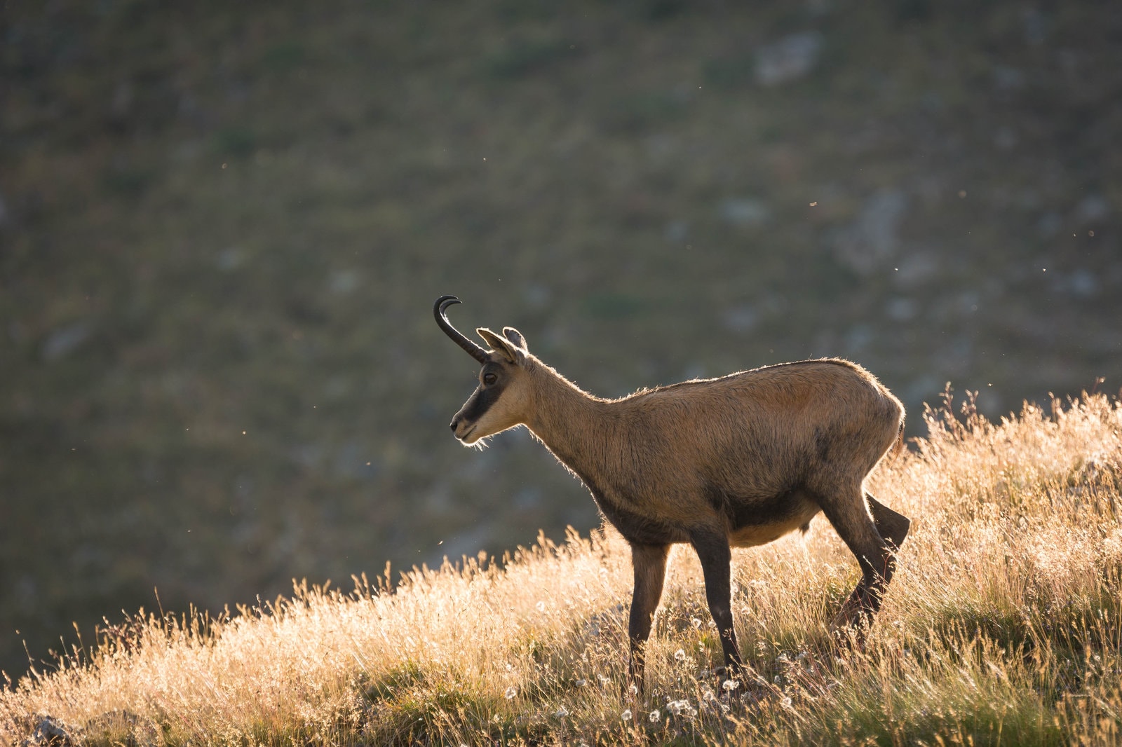 Chamois — Wildlife Encounters