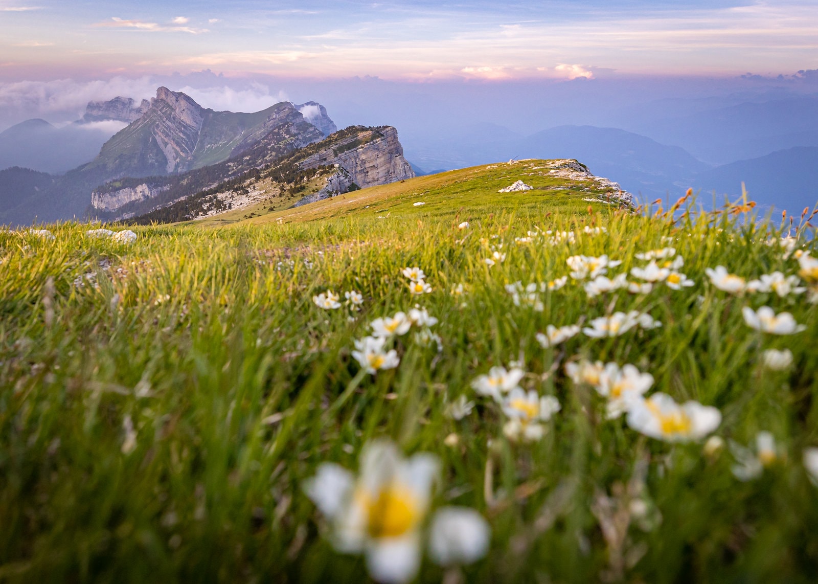 Hauts plateaux fleuris — Chartreuse