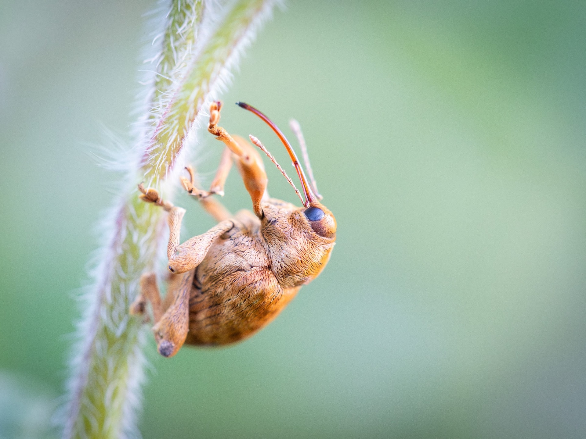 Curculio — The Miniature World