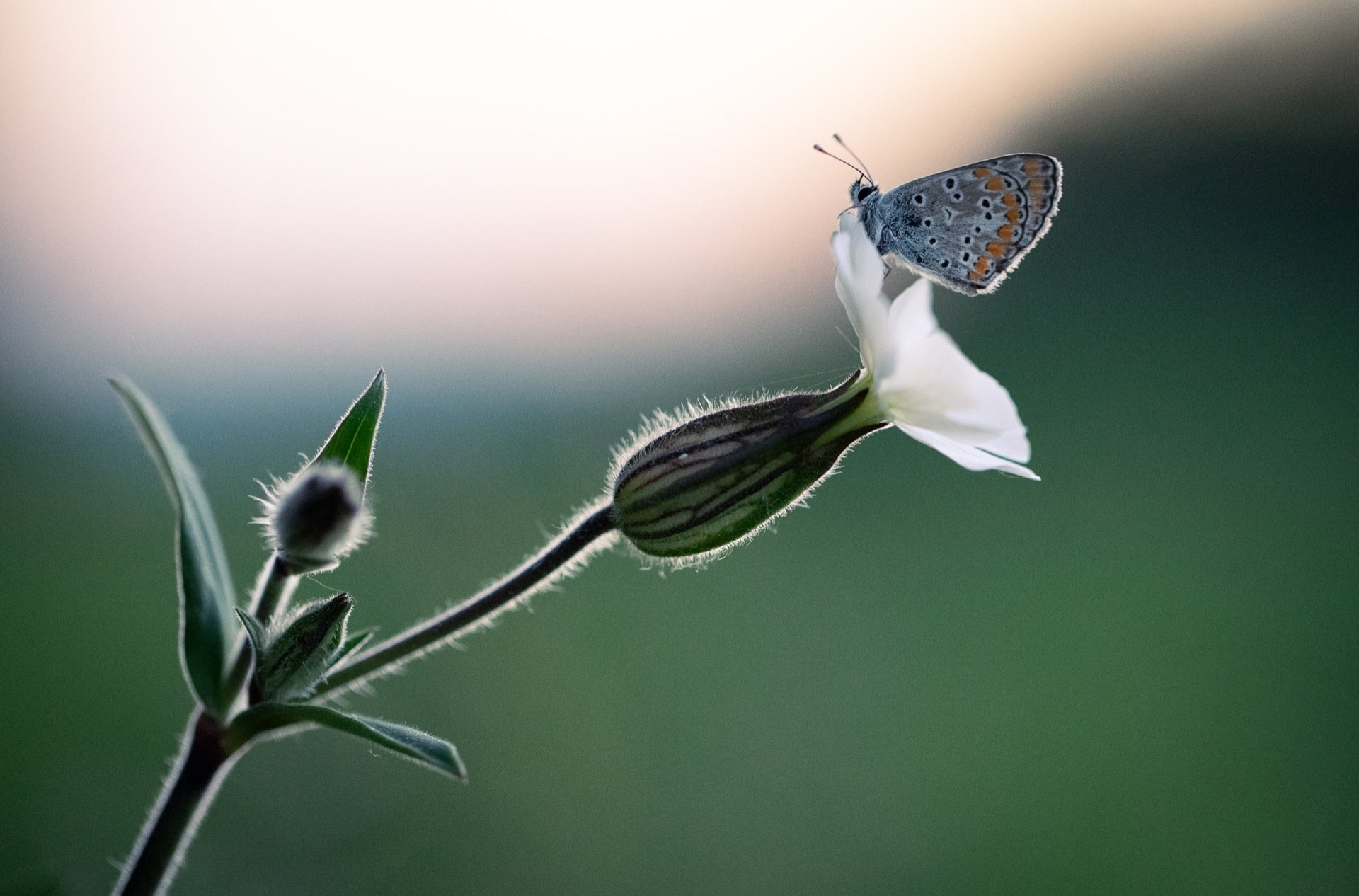 The Watcher — The Miniature World