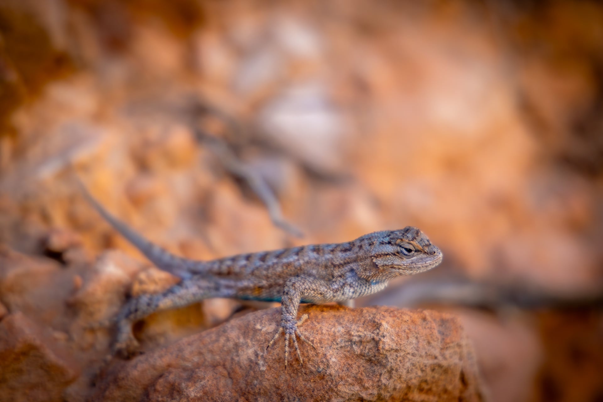 Native of Zion — Zion, UNITED STATES