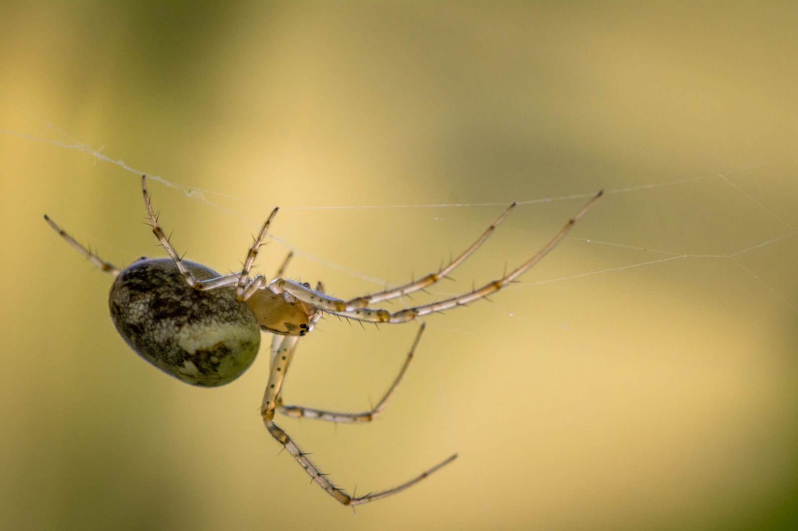 Metellina sp — Le monde du minuscule