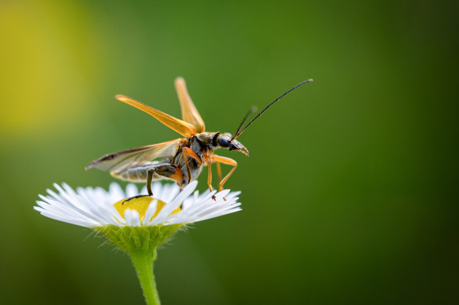 Oedemera ochracea — The Miniature World