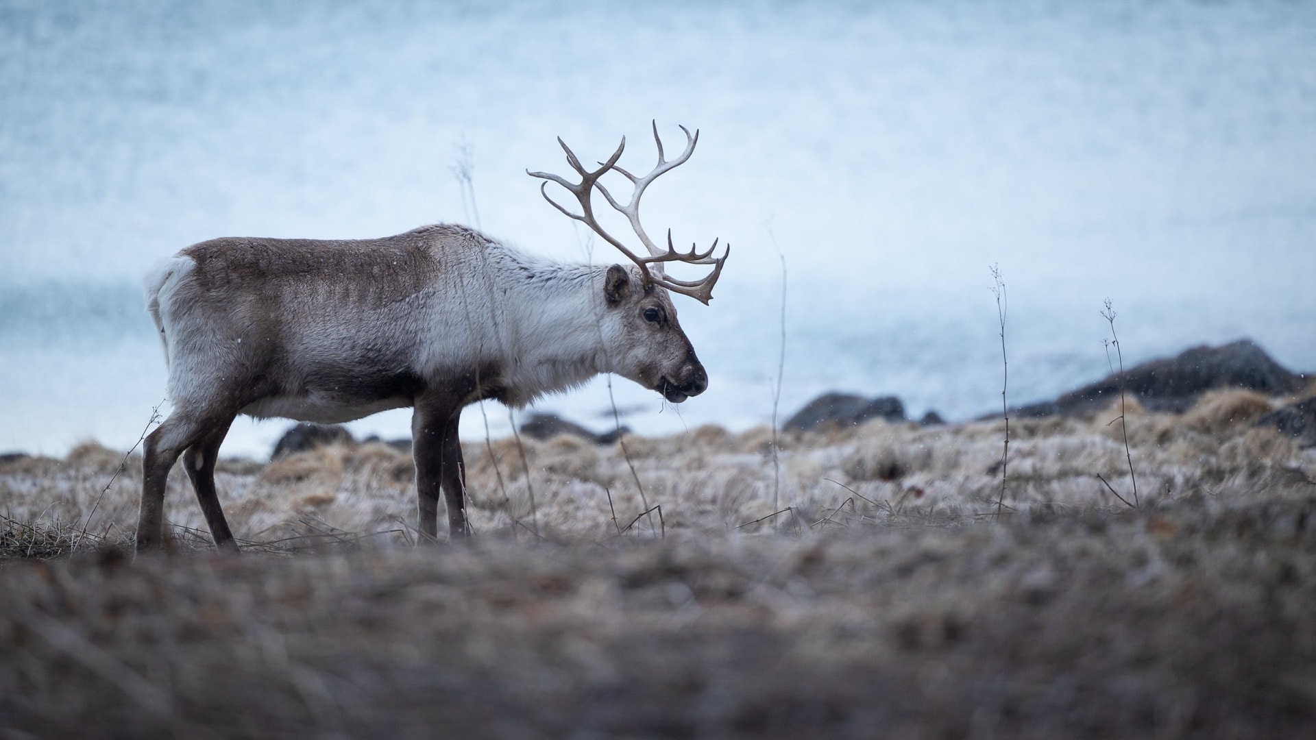 Reindeer — Norway