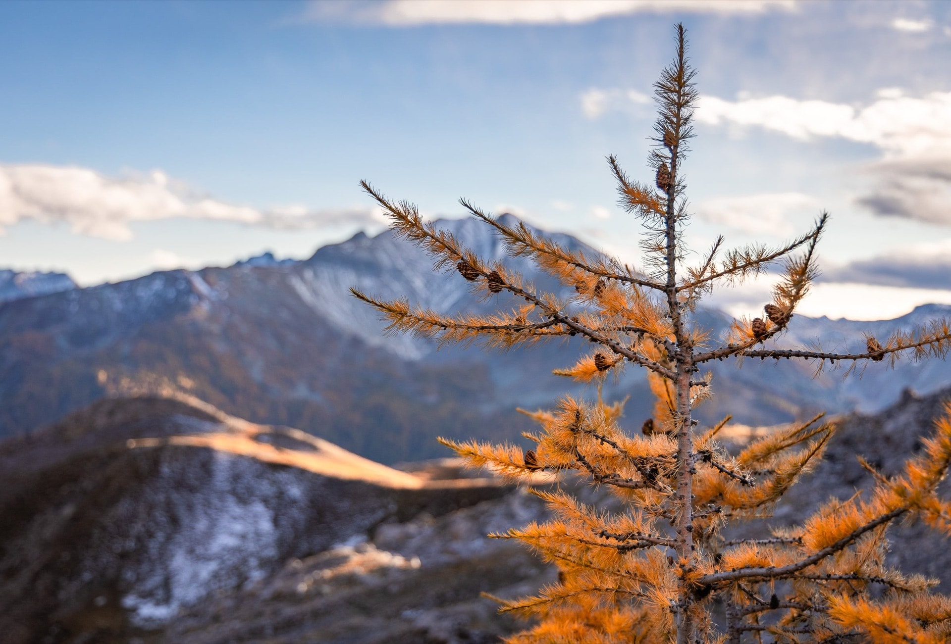 Ubaye Larch