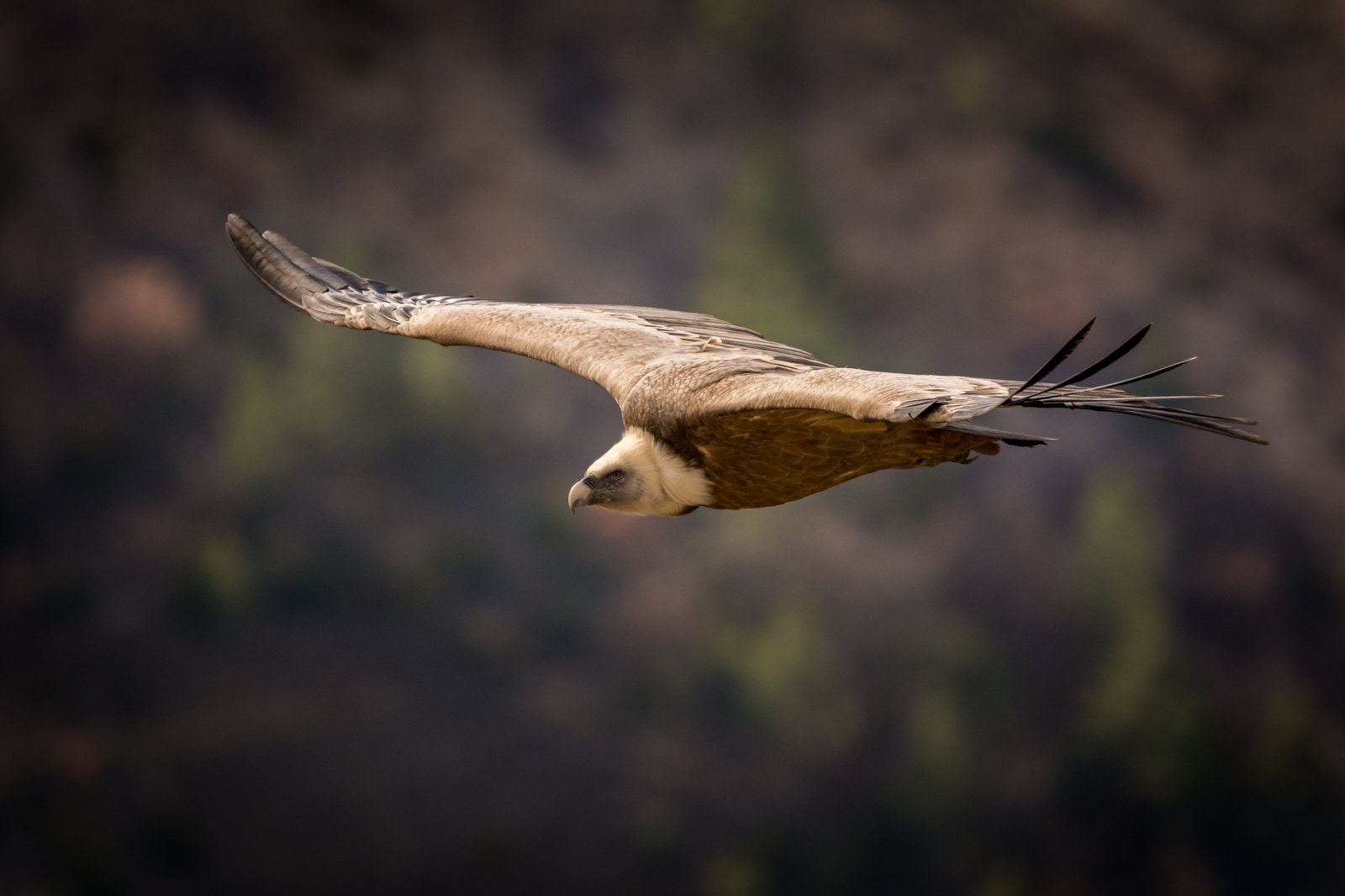 Vulture — Wildlife Encounters