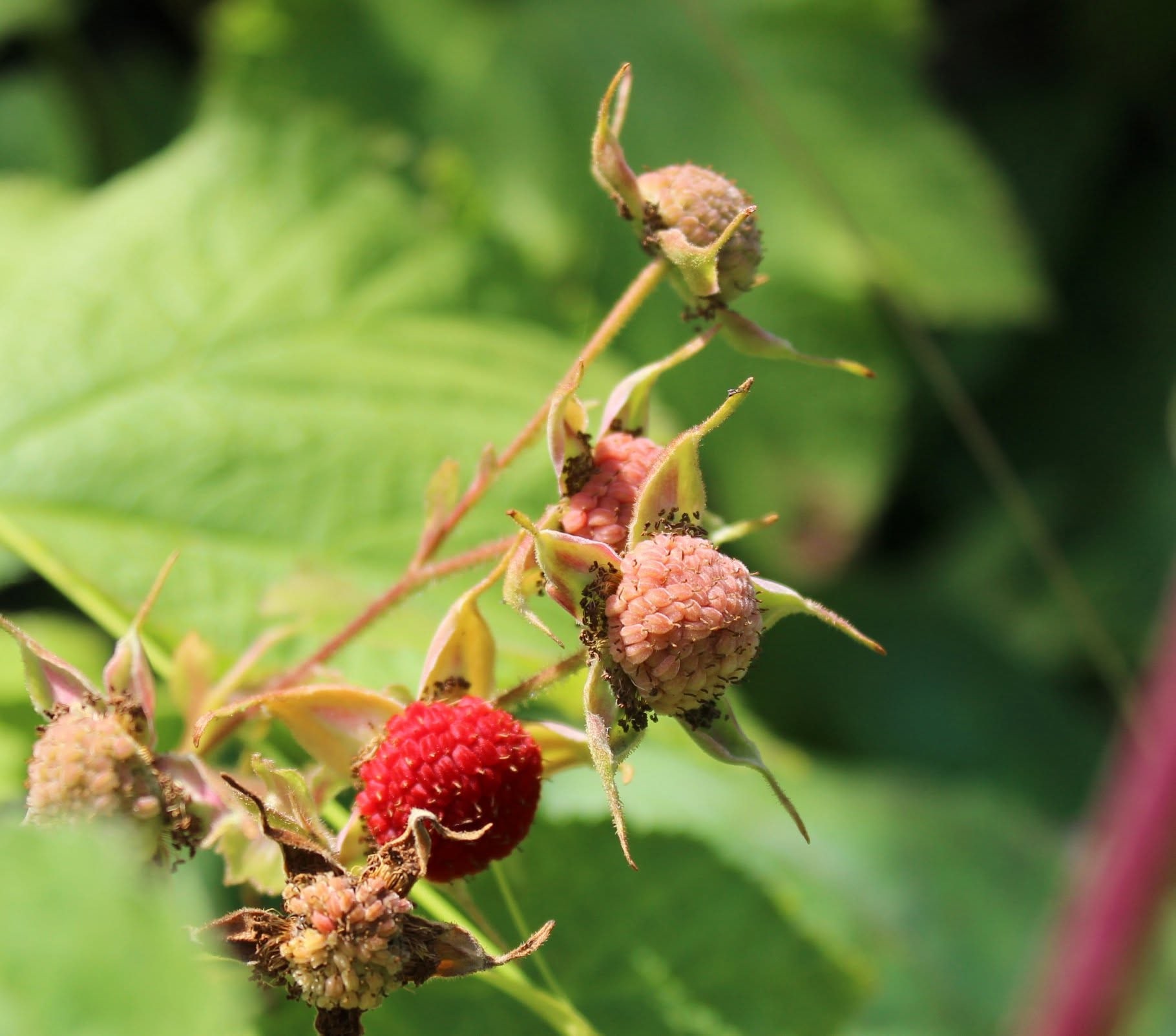 Thimbleberries — Glacier National Park, Montana