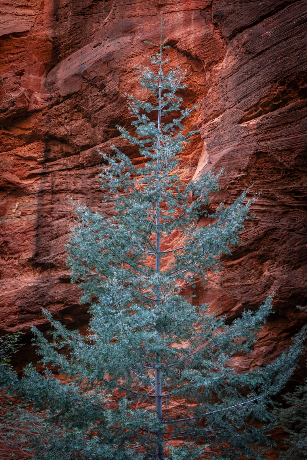 Zion's Incredible Landscapes — Zion National Park, Utah