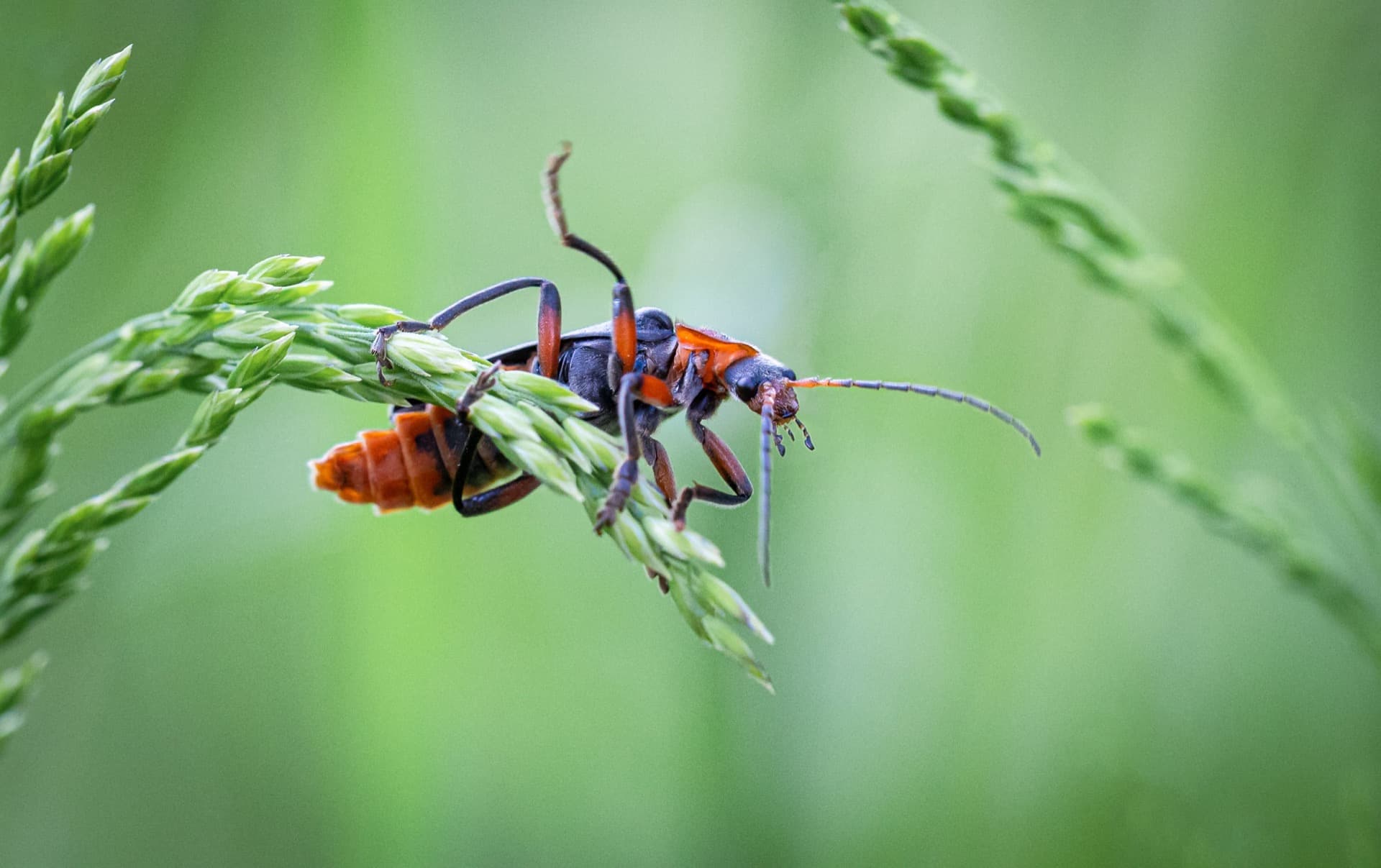 Acrobatie
