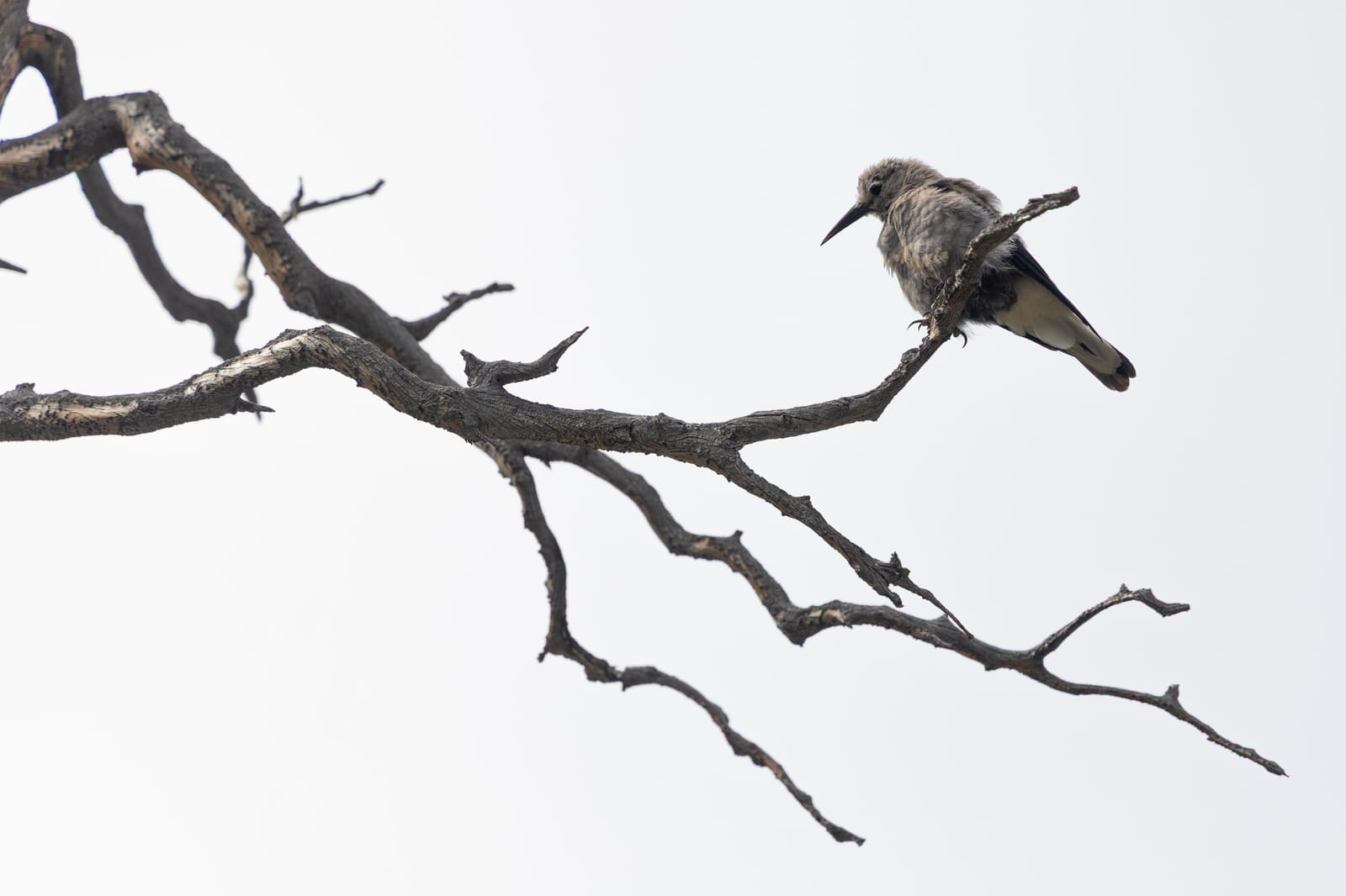Une faune variée et peu farouche — Parc National de Rocky Mountain, Colorado