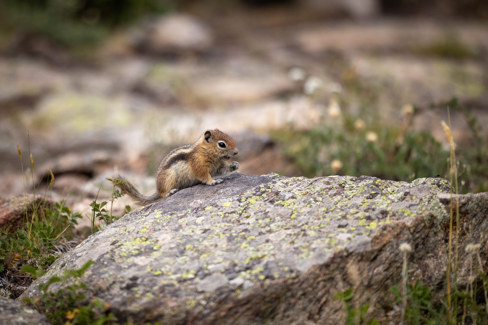 Varied and Surprisingly Unafraid Wildlife — Rocky Mountain National Park, Colorado