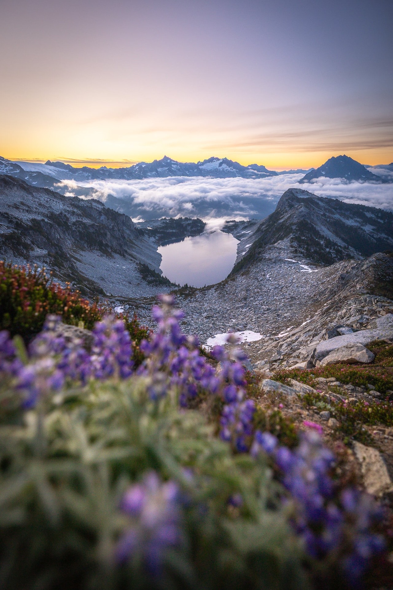 Carpet of Lupines — North Cascades, UNITED STATES
